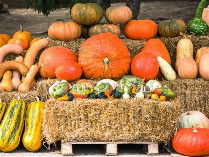 Are pumpkins berries or gourds