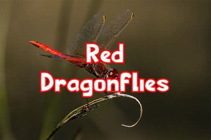 Are red dragonflies good luck