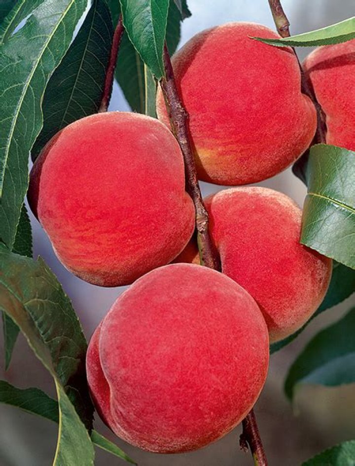 Are red haven peaches good to eat