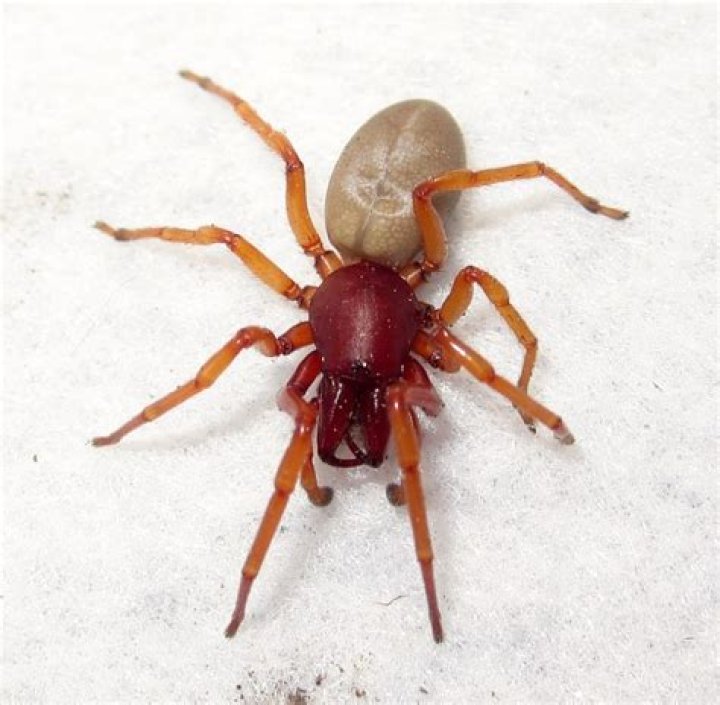 Are reddish spiders poisonous