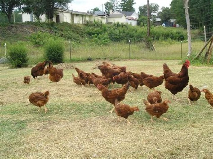 Are Rhode Island Reds friendly