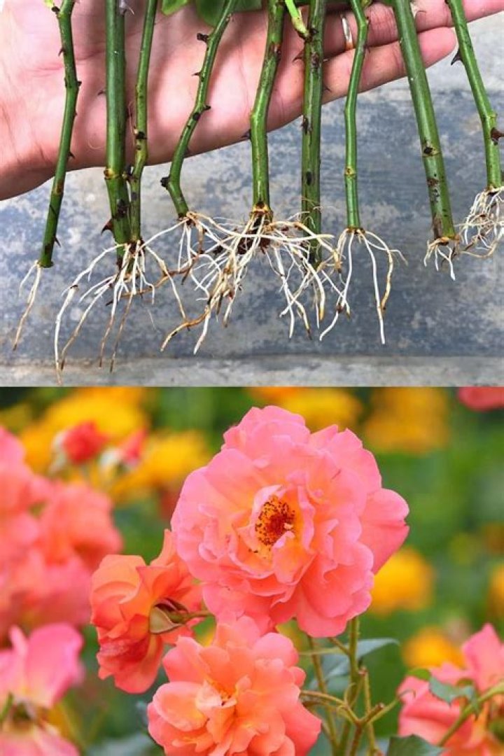 Are roses hard to take care of