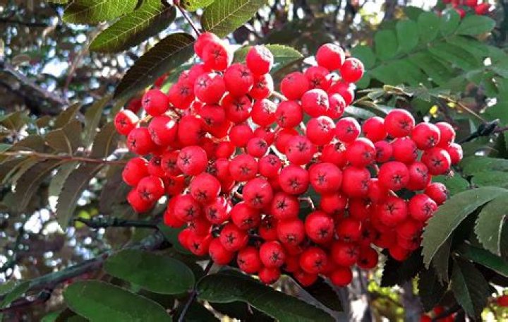 Are Rowan berries safe to eat