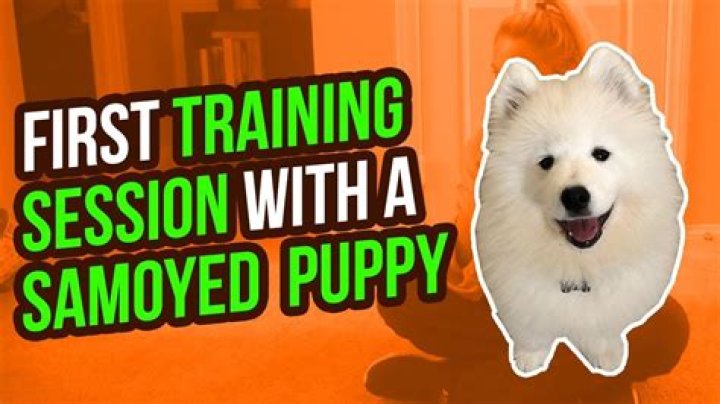 Are Samoyed dogs easy to train