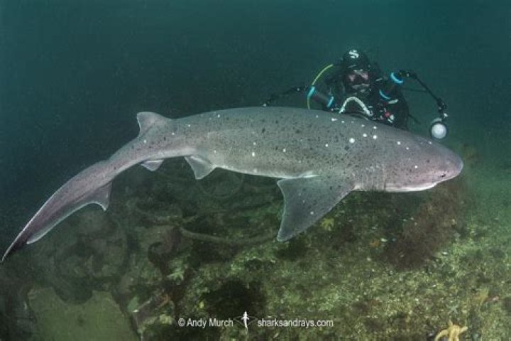 Are Sevengill sharks dangerous