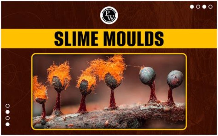 Are slime molds a type of protist