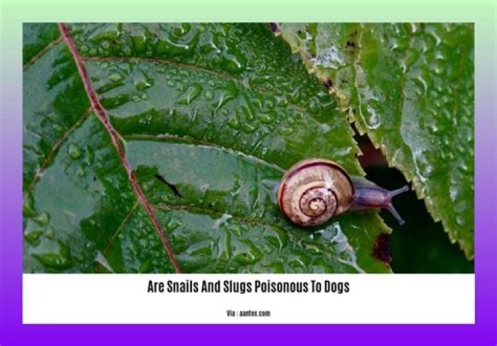 Are snails and slugs poisonous