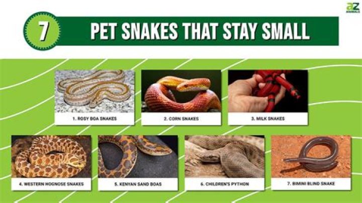 Are Snakes good to have around