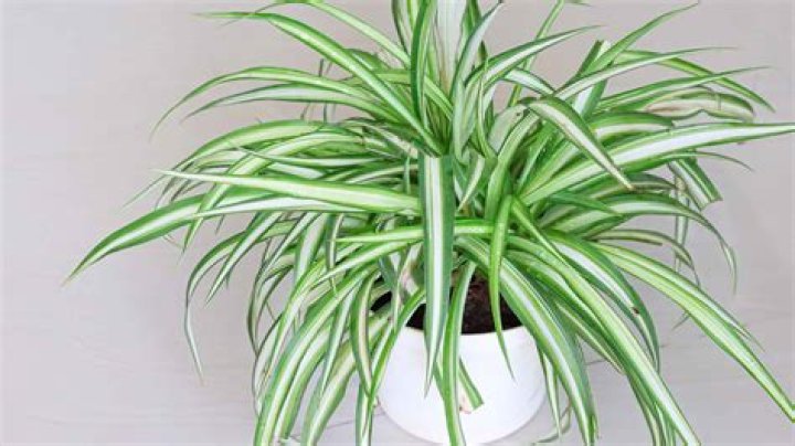 Are spider plants pet friendly