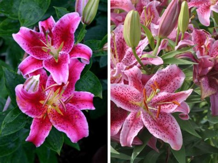 Are stargazer lilies in season