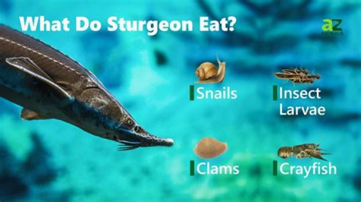 Are sturgeon fish good to eat