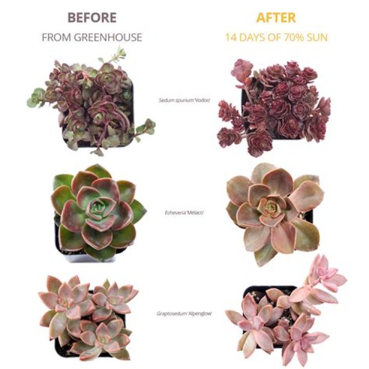 Are Succulents OK in the shade