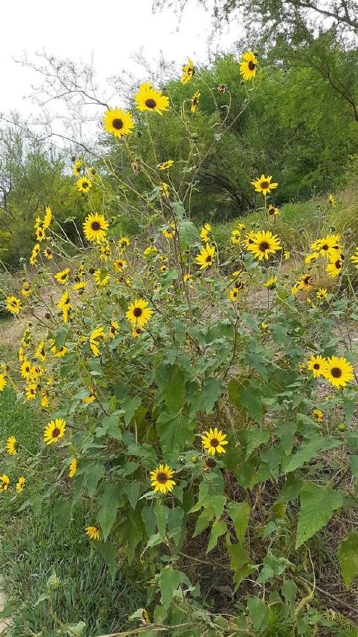 Are sunflowers native to Texas