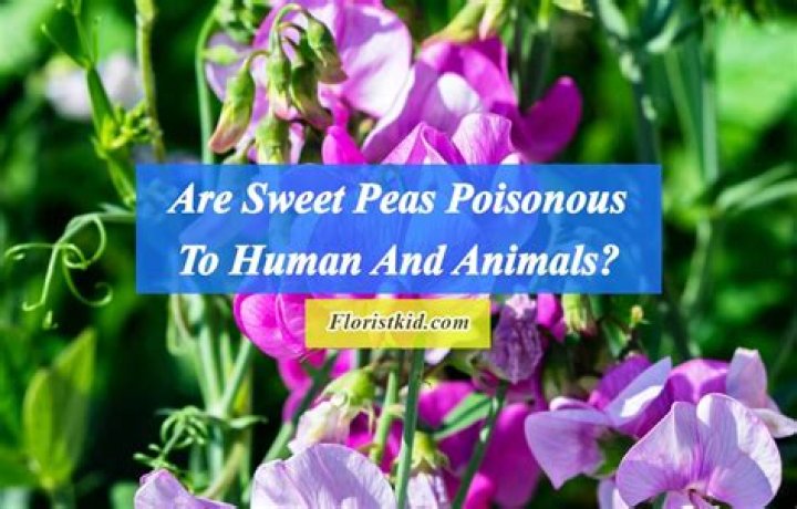 Are sweet peas toxic to humans