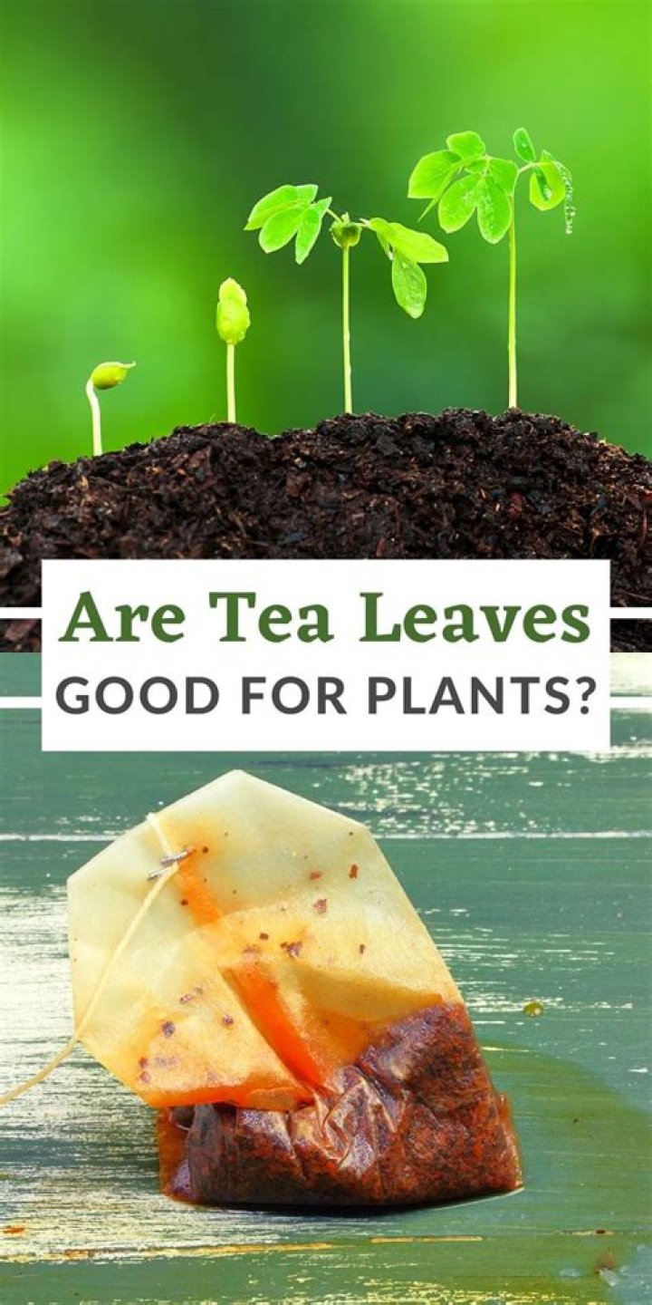Are tea leaves good for cactus