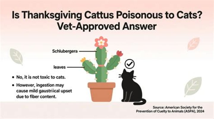 Are Thanksgiving cactus poisonous to cats