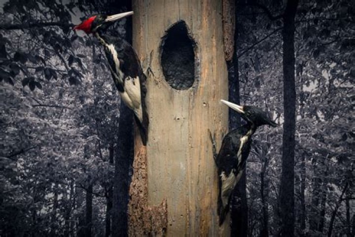 Are the ivory billed woodpeckers extinct