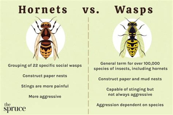 Are there any benefits to hornets