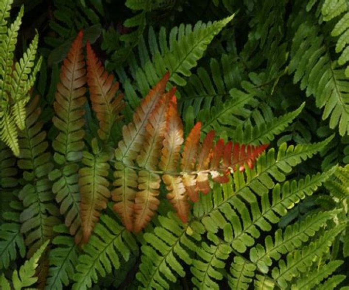 Are there any evergreen ferns
