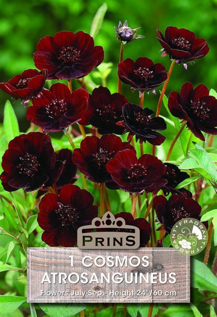 Are there any perennial cosmos