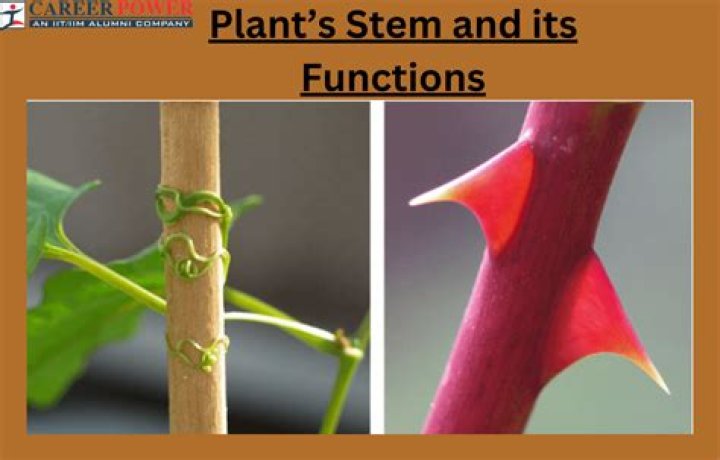 Are there any plants that move