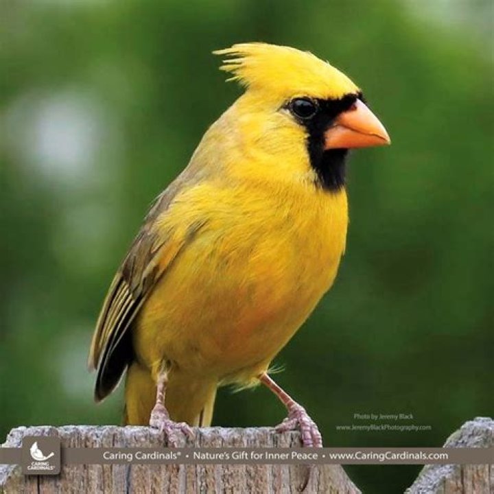 Are there any yellow Cardinals