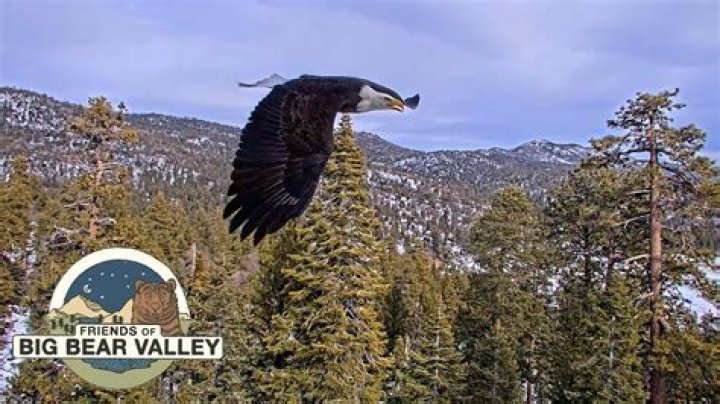 Are there bald eagles in Big Bear