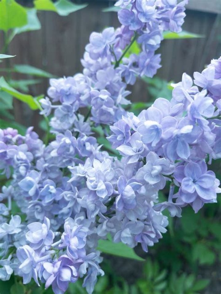 Are there blue lilacs