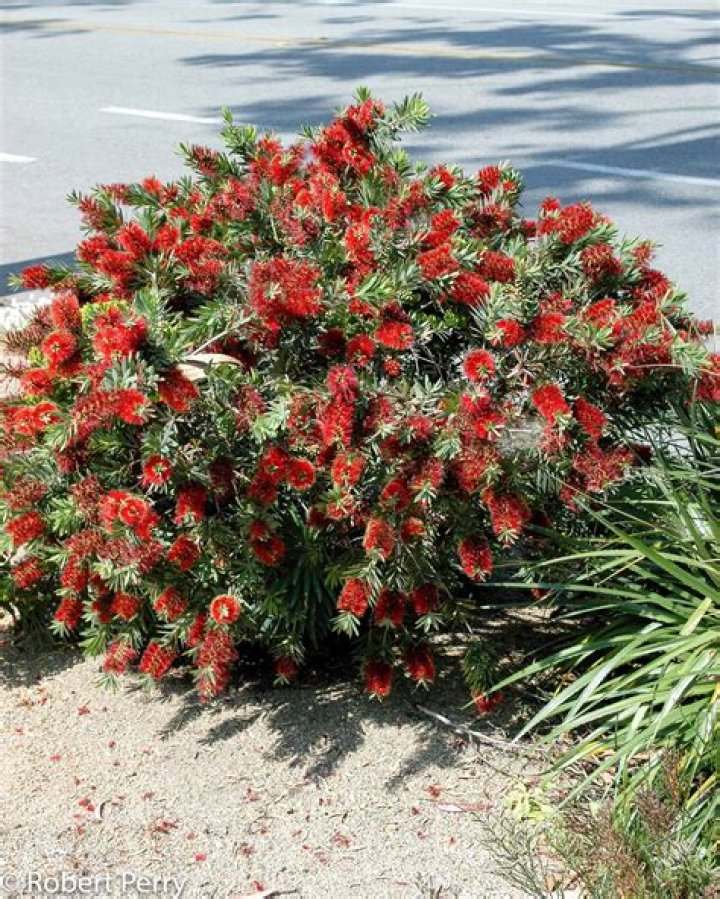 Are there dwarf bottlebrush trees
