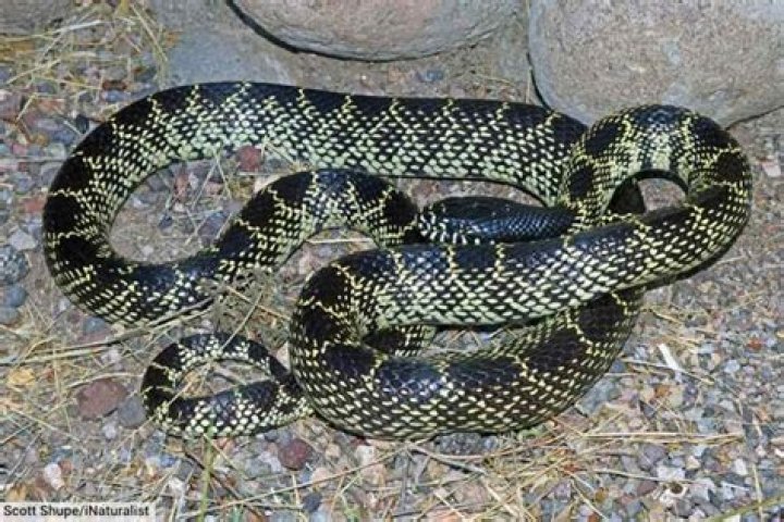 Are there king snakes in Texas