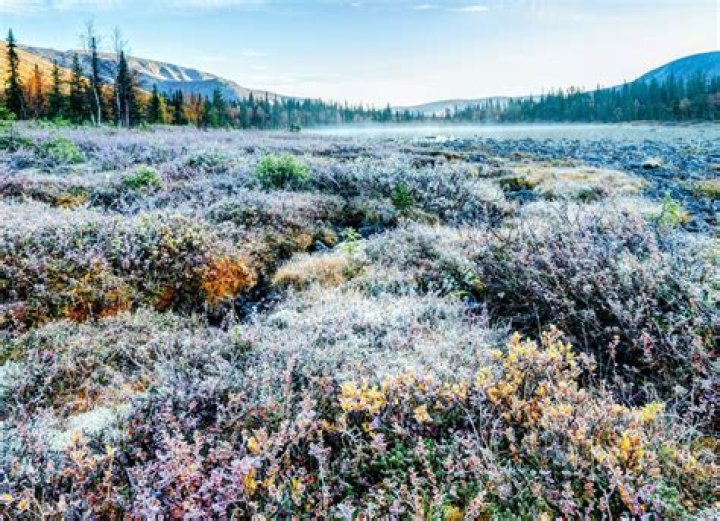 Are there shrubs in the tundra