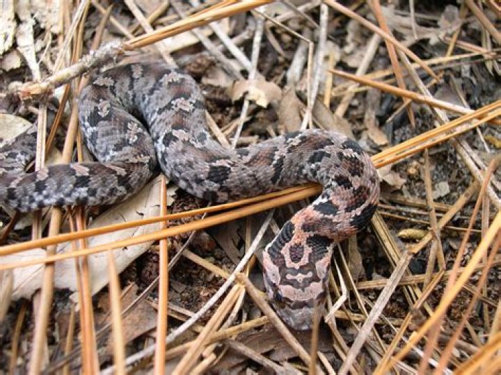 Are there snakes in Sacramento