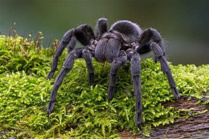 Are there tarantulas in Phuket