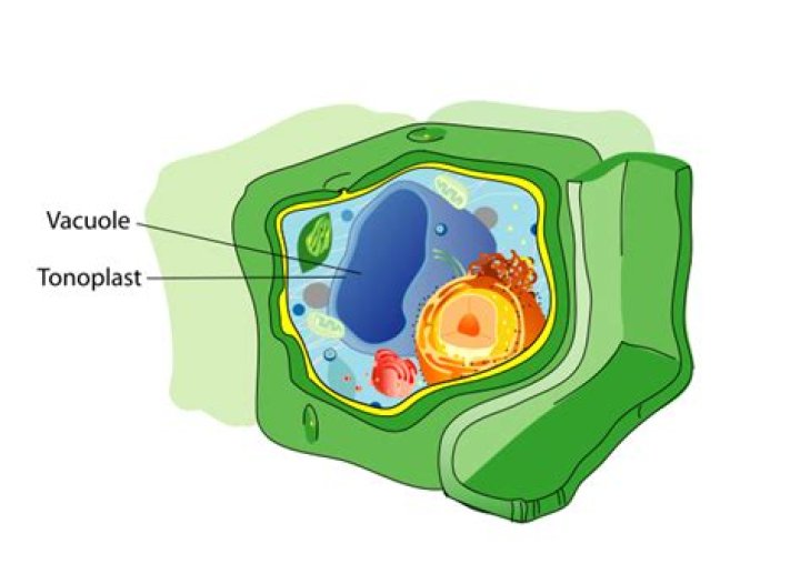 Are there vesicles in plant cells