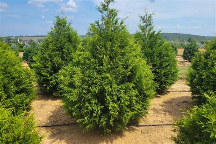 Are Thuja trees deer resistant