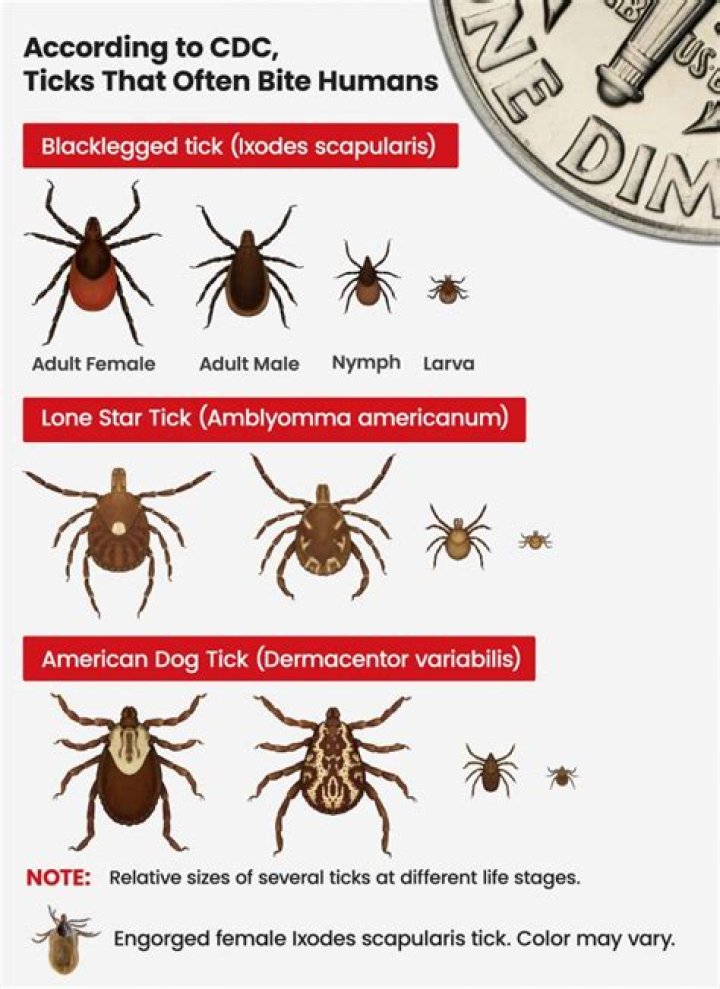 Are ticks common in California