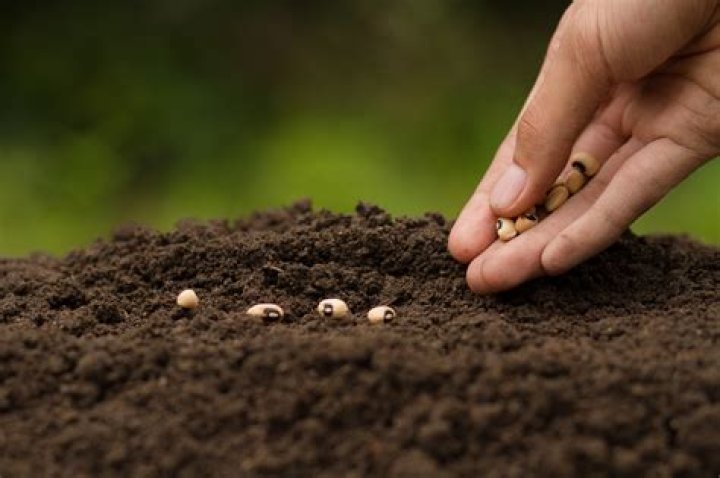 Are vegetables grown from seeds