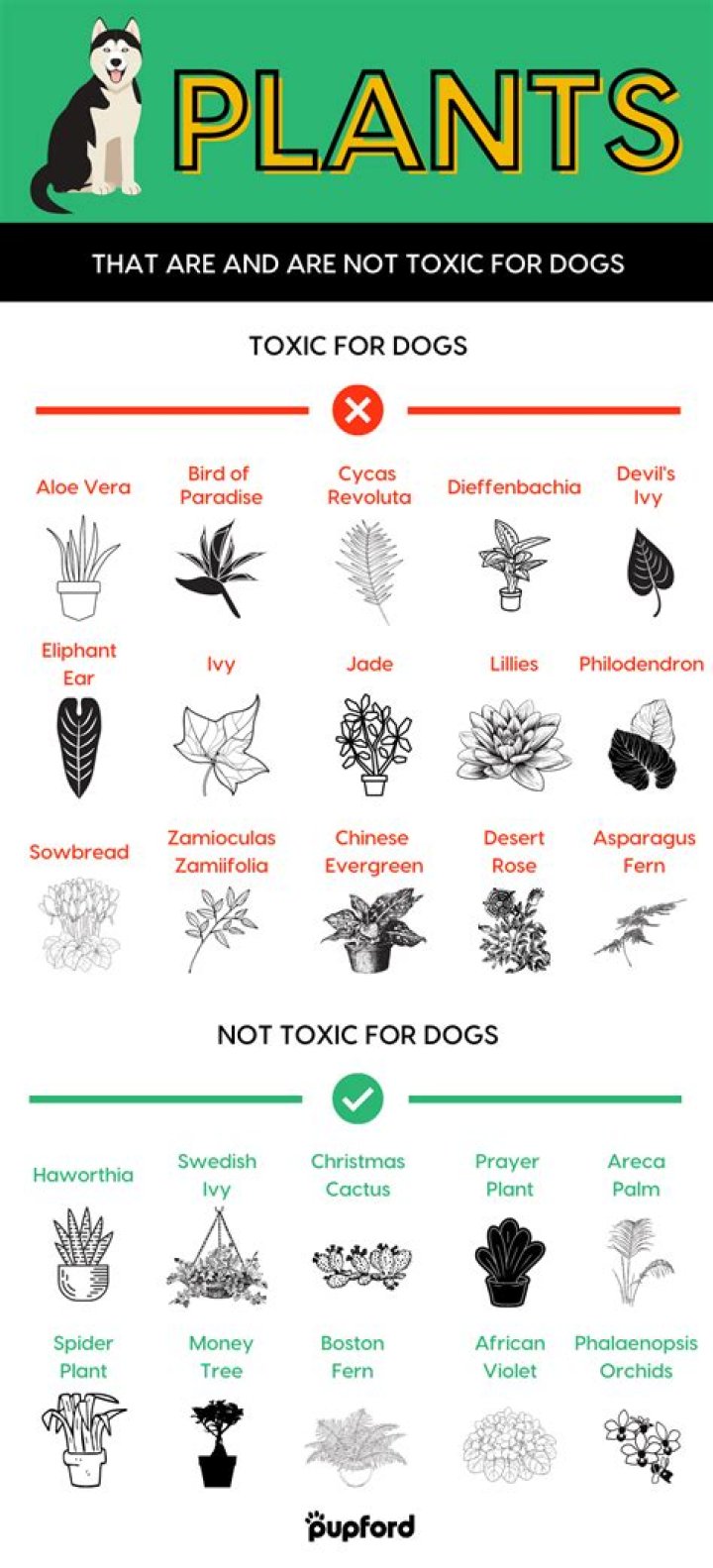 Are Vinca plants toxic to dogs