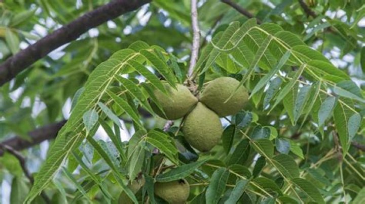 Are walnut shells toxic to horses