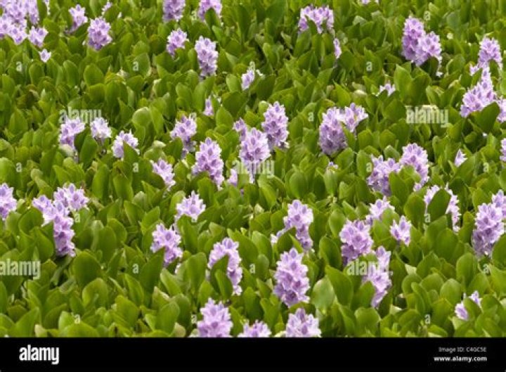 Are water hyacinths perennials