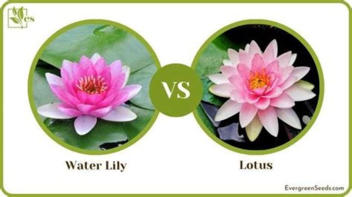 Are water lilies related to lotus
