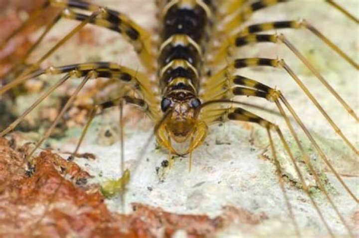 Are white centipedes poisonous