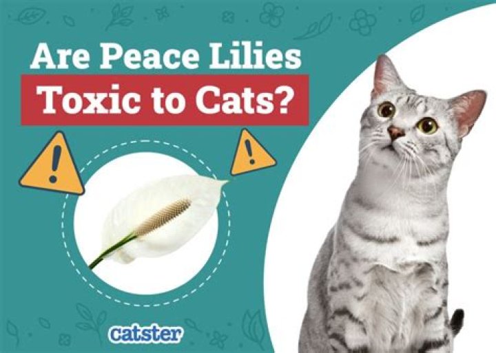 Are white lilies toxic to cats