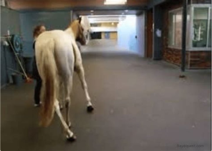 Are wobblers in horses genetic