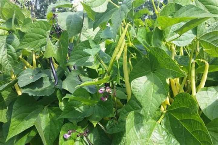 Are yellow eye beans bush or pole