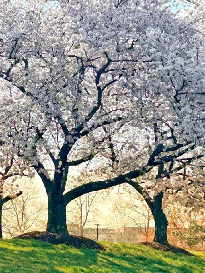 Are Yoshino cherry trees messy
