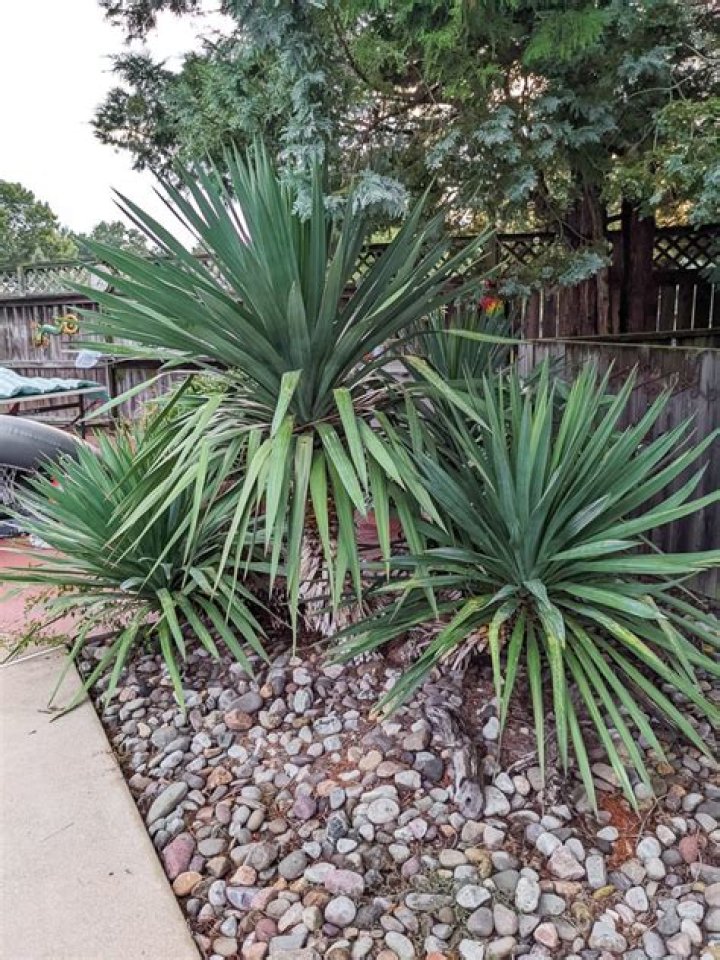 Are yucca plants safe for dogs