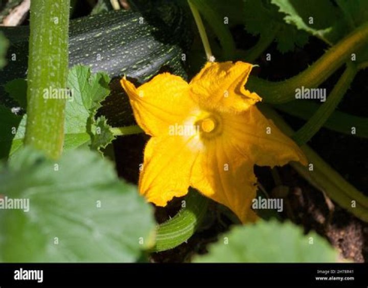 Are zucchini flowers in season