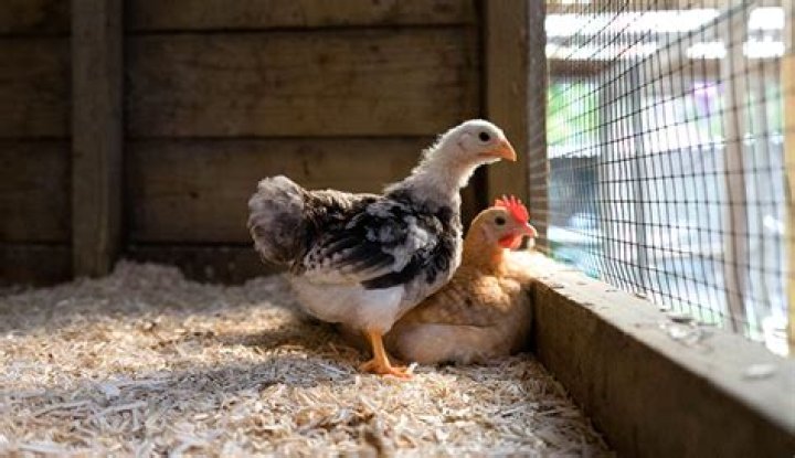 At what age can Chicks go outside