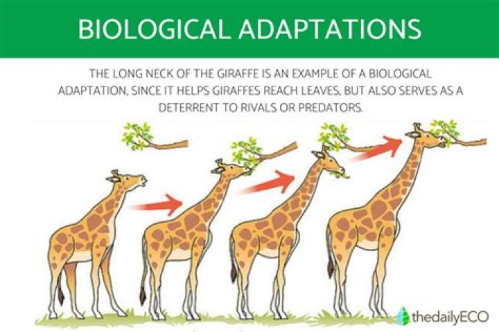 At what level does developmental or ontogenetic adaptation occur